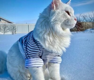 Kefir is one of the world's biggest Snow-white Maine Coon cats
